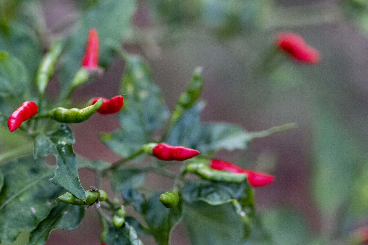 Miniature 2